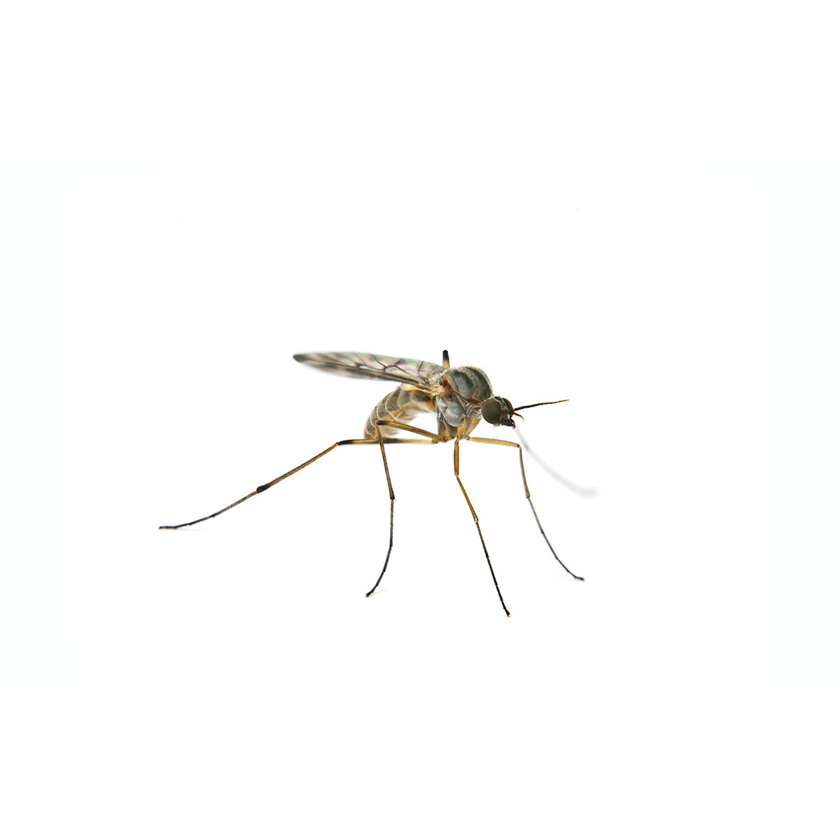 Regulácia komárov