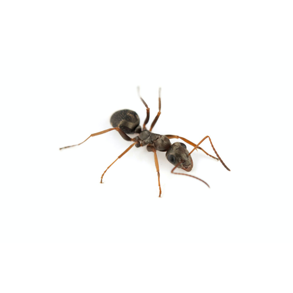 Regulácia mravcov