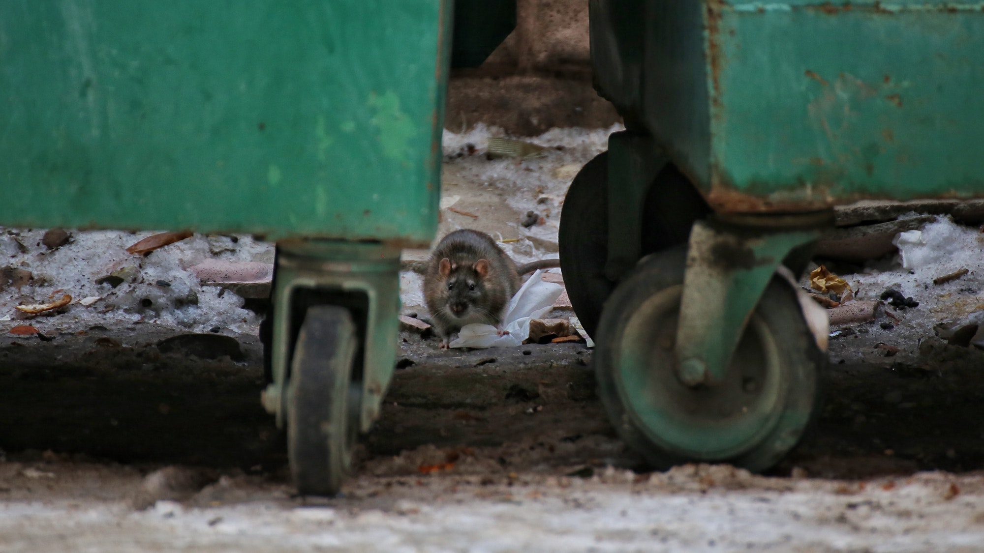 Rat at the dump