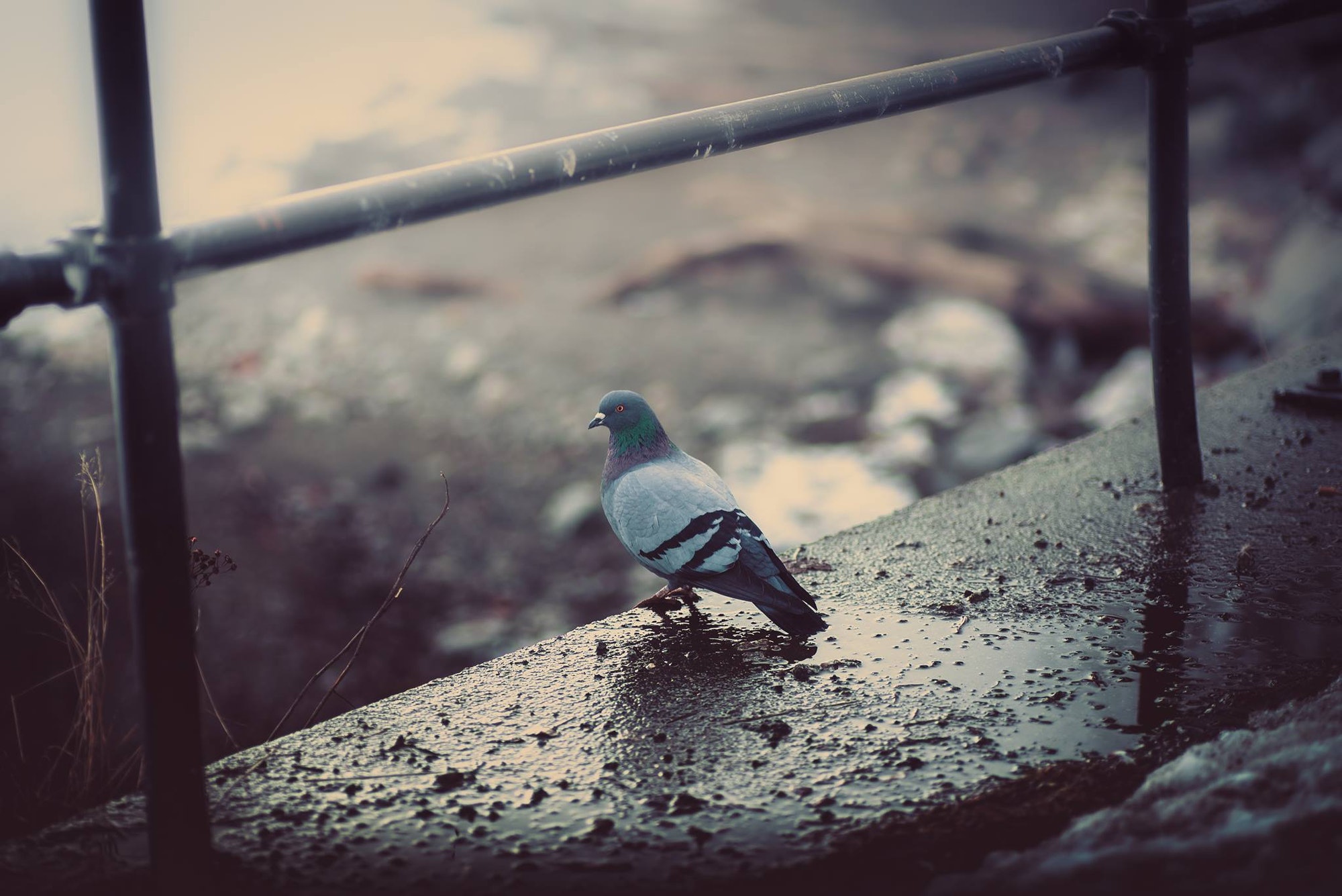 pigeon on a pier